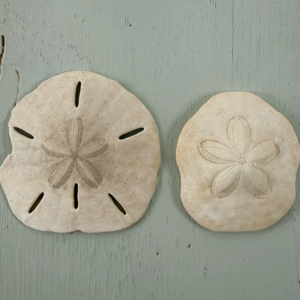 salty-sand-dollars